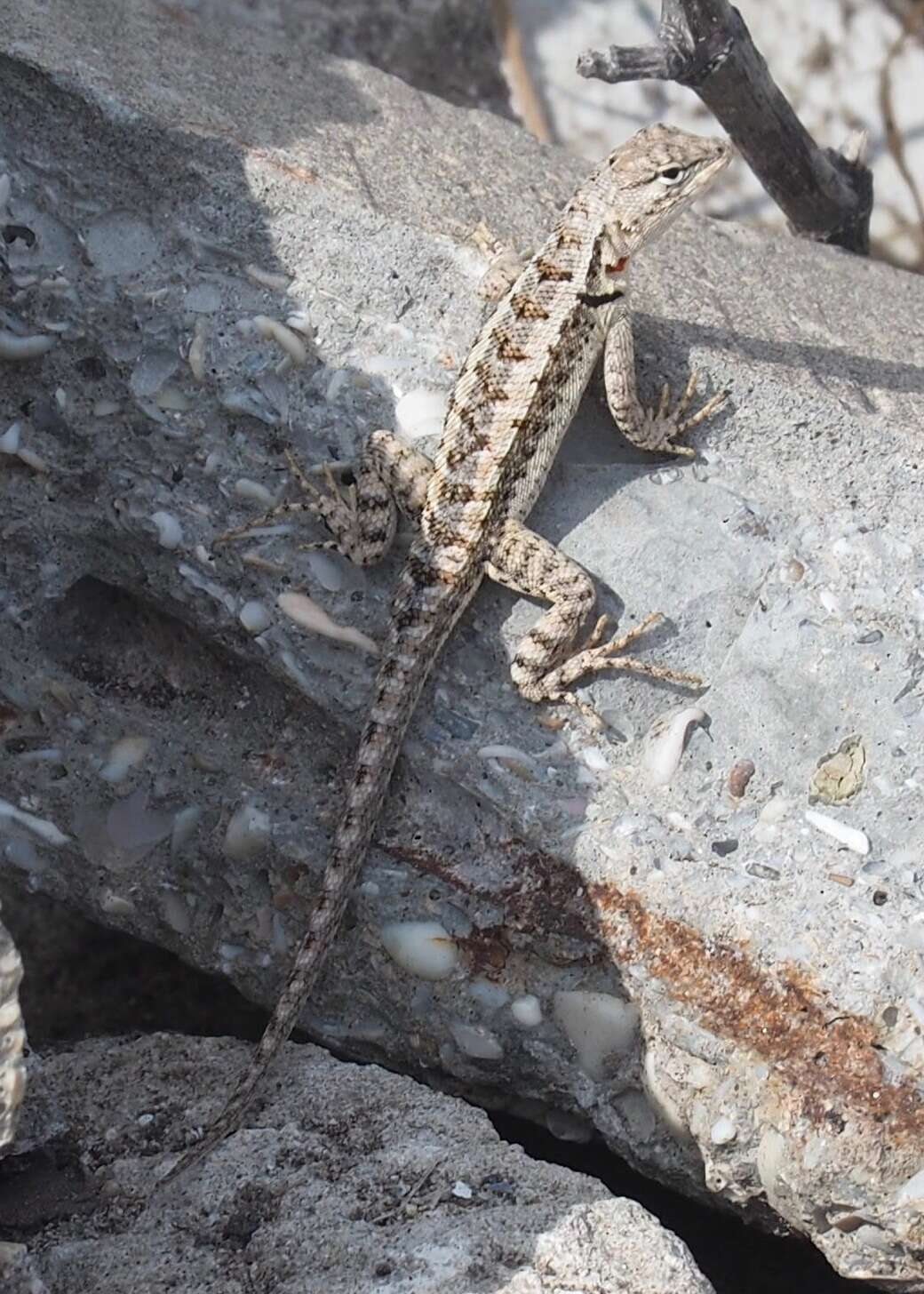 Plancia ëd Microlophus occipitalis (Peters 1871)