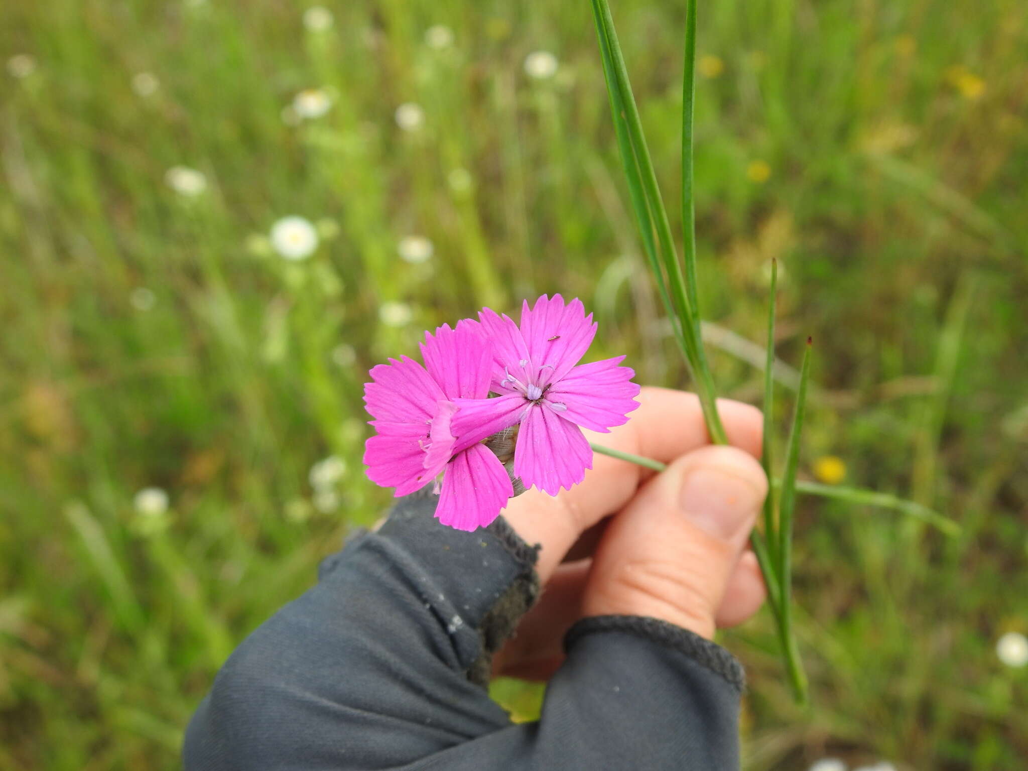 صورة Dianthus borbasii Vandas