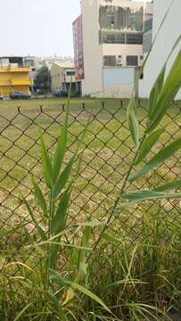 Sivun Phragmites Adans. kuva