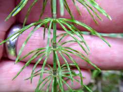 Image of Shady Horsetail