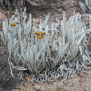 Image of Culcitium albifolium Zoellner