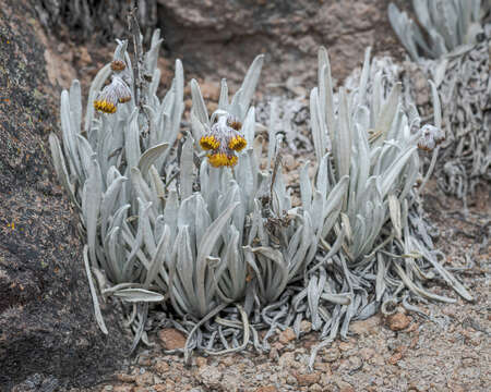 Image of Culcitium albifolium Zoellner