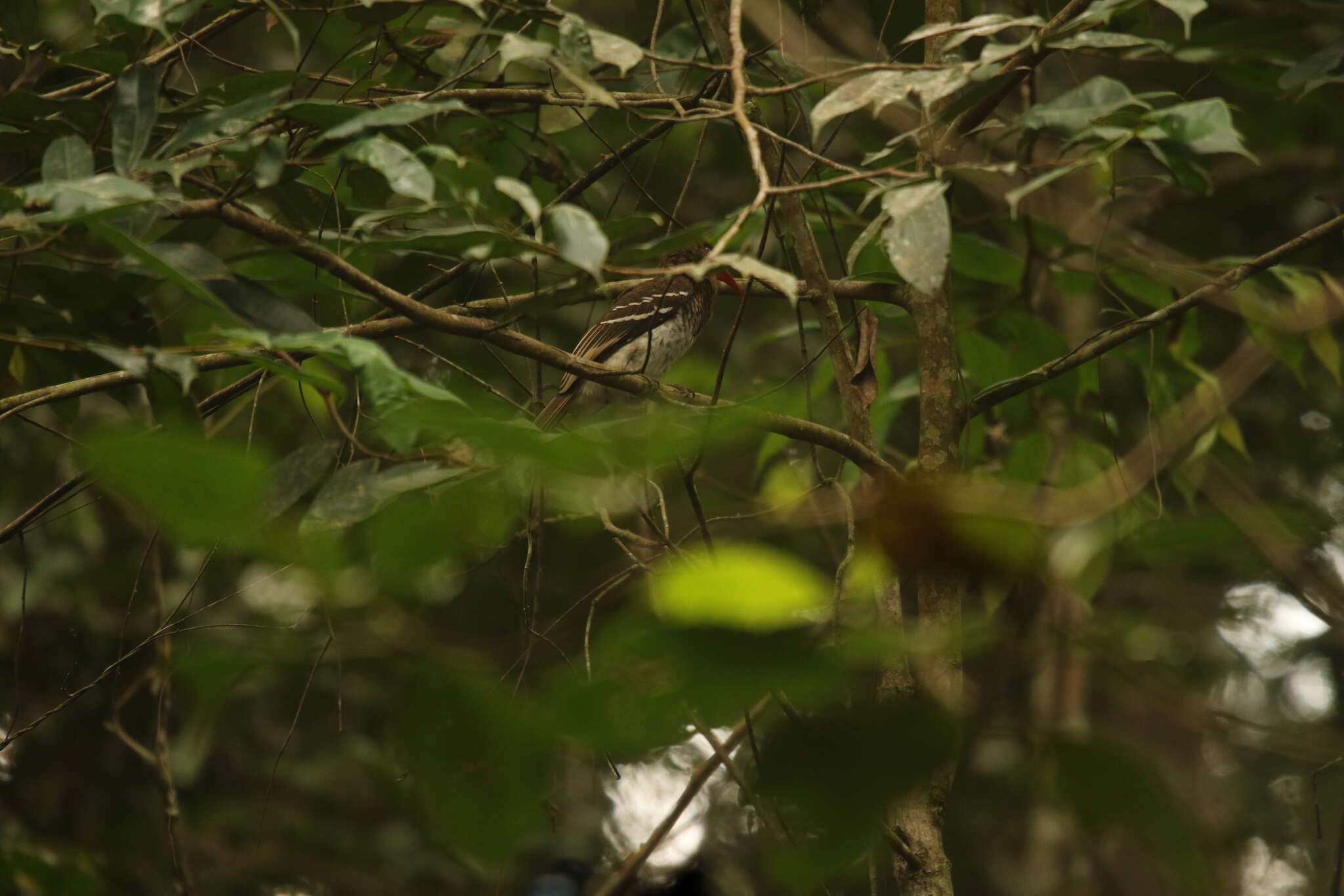 Image of Dwarf Hornbill