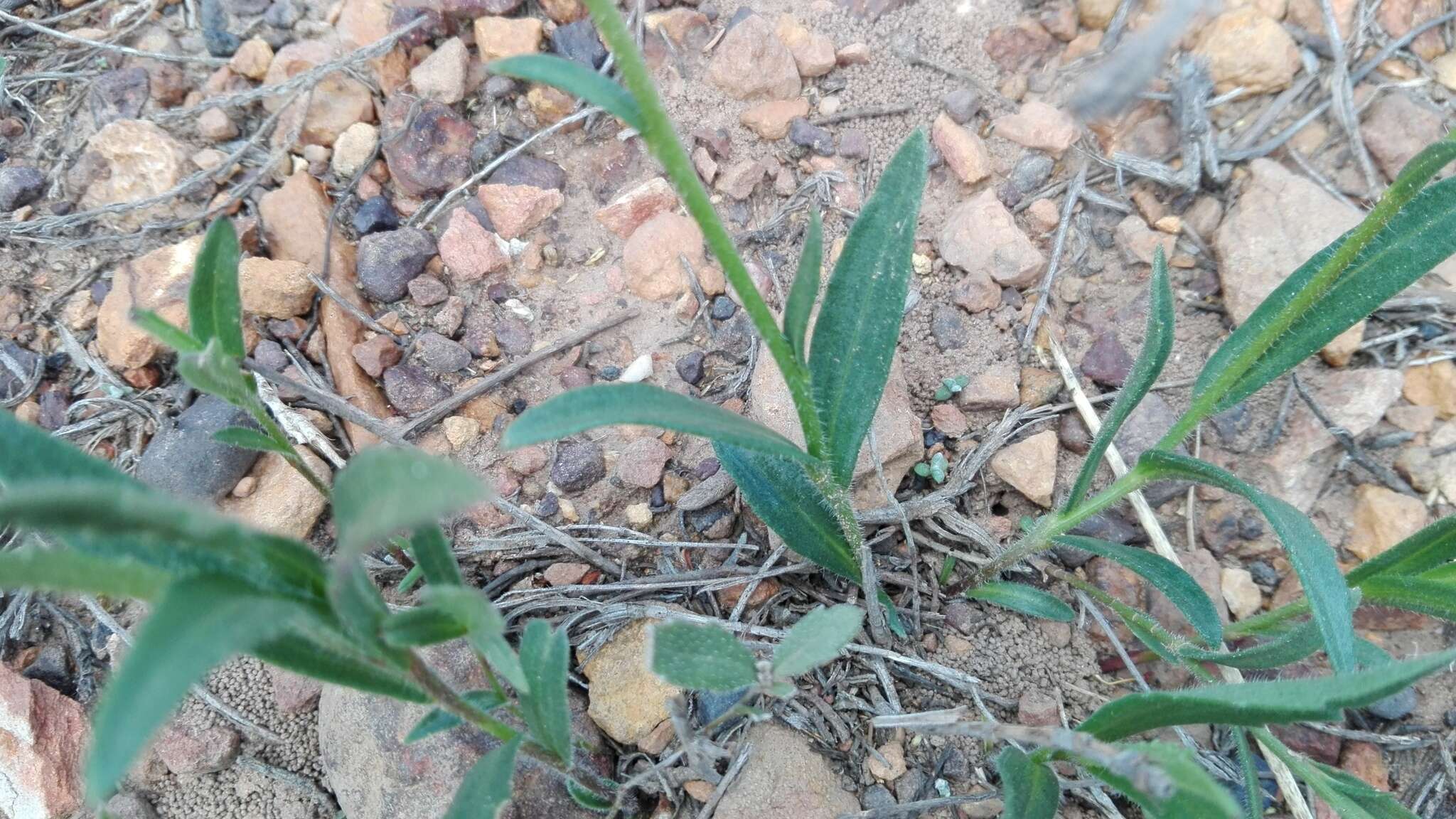 Image of Afroaster hispida (Thunb.) J. C. Manning & Goldblatt