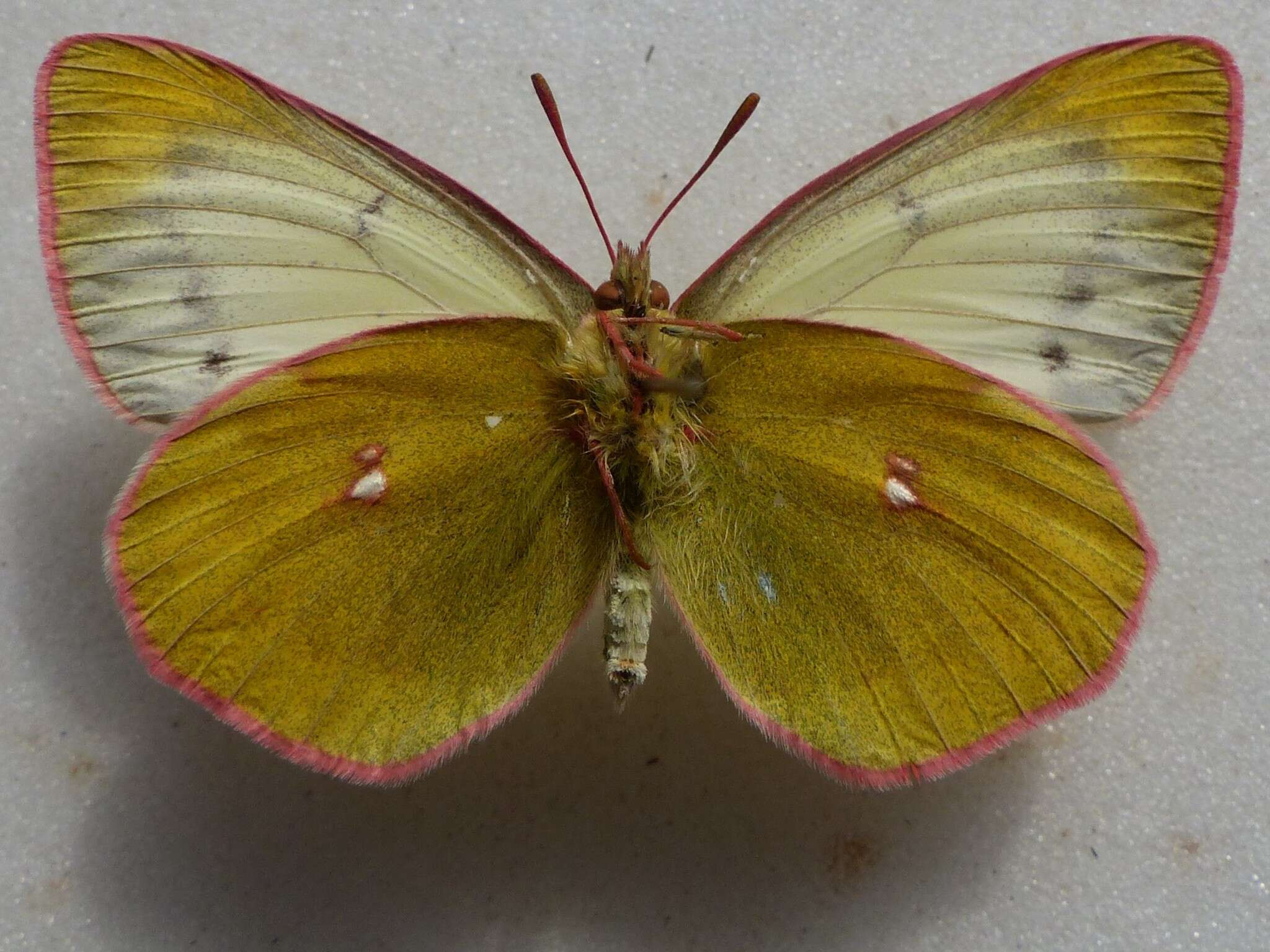 Imagem de Colias canadensis Ferris 1982