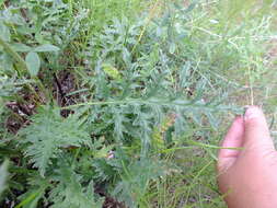 Imagem de Echinops tataricus