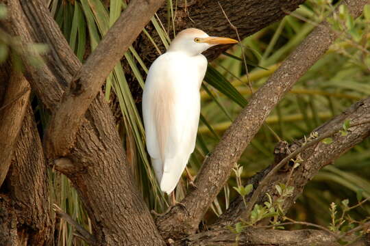 Image of Bubulcus ibis ibis