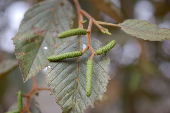 صورة Alnus acuminata subsp. arguta (Schltdl.) Furlow