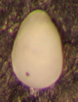 Image of Fissurina lucida (Williamson 1848)