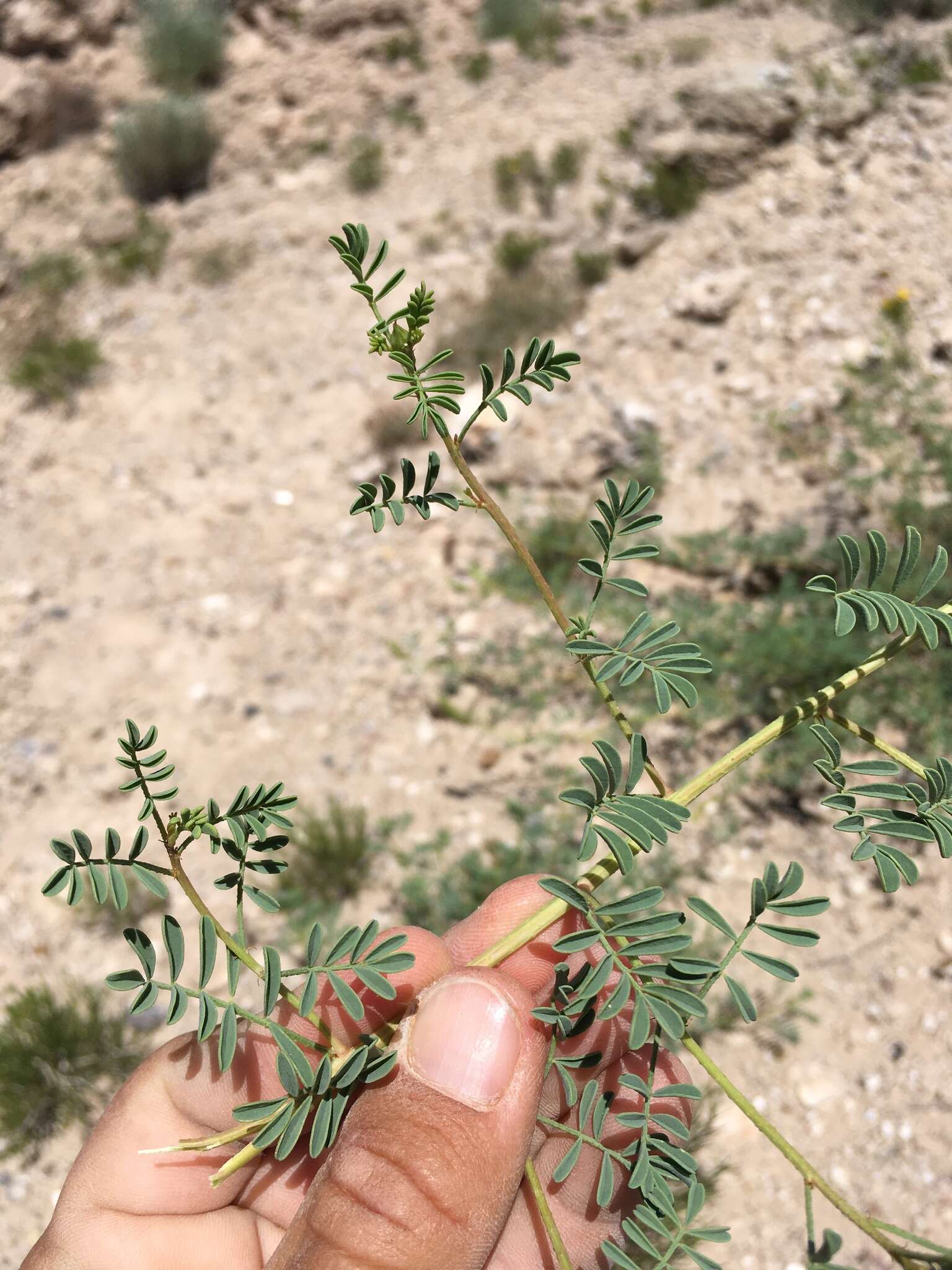 Image of Albuquerque prairie clover