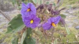 Image of Solanum crinitipes Dun.