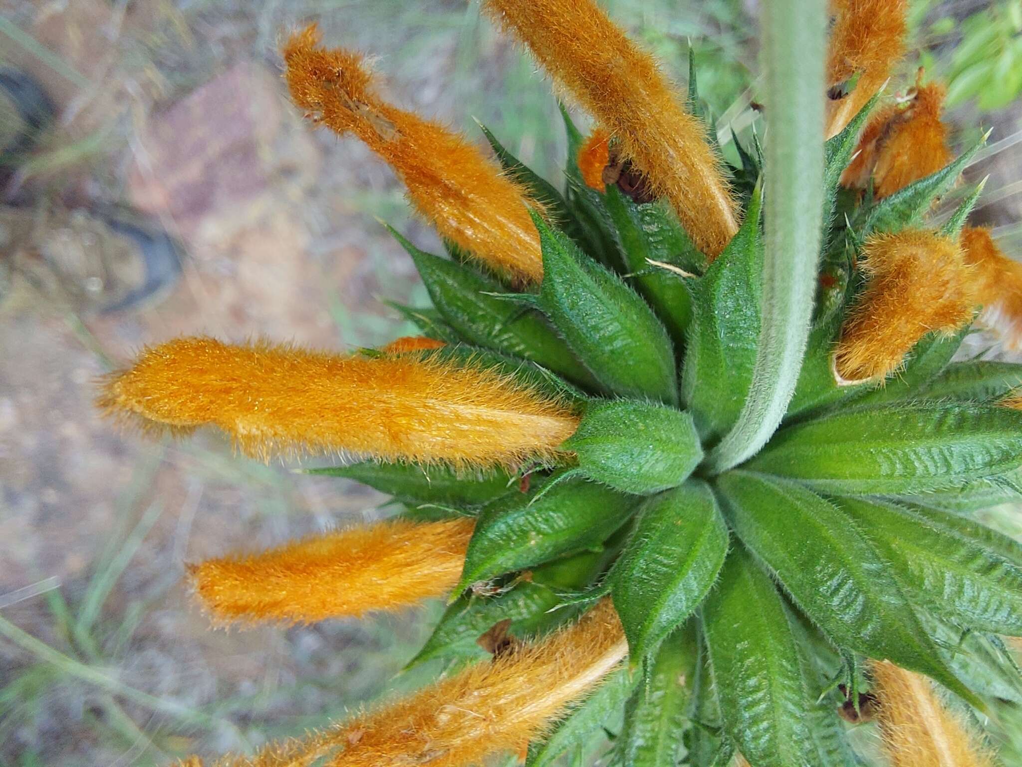 Image of Leonotis ocymifolia var. schinzii (Gürke) Iwarsson