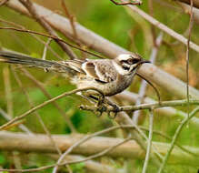 Image of Mimus longicaudatus longicaudatus Tschudi 1844