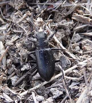 Image of Black-bellied tiger beetle