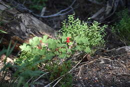 Слика од Ribes erythrocarpum Coville & Leiberg