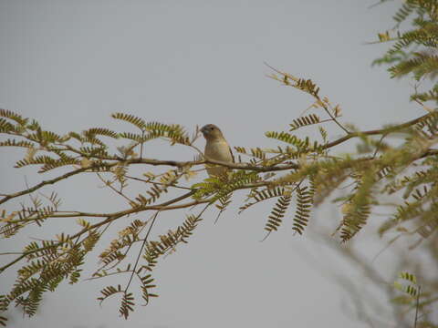 Image of African Silverbill