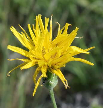 Pseudopodospermum strictum (Hornem.) Zaika, Sukhor & N. Kilian resmi