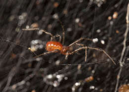 Image of South American social spider