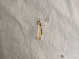 صورة Agriphila straminella