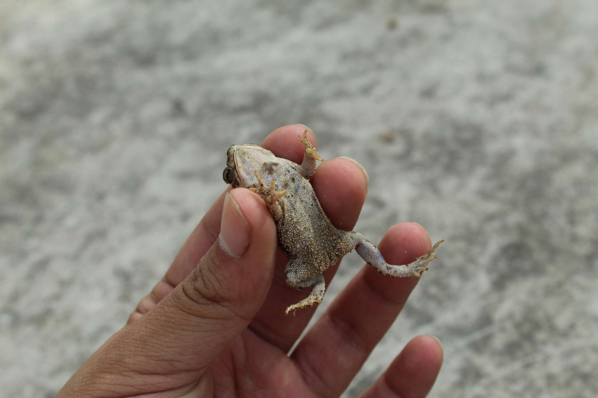 Image of Rhinella beebei (Gallardo 1965)