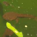 Image of Tasmanian tree frog