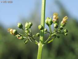 Scrophularia macrophylla Boiss. resmi