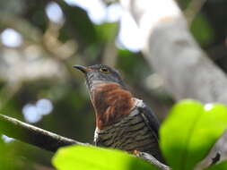 Image of Red-chested Cuckoo