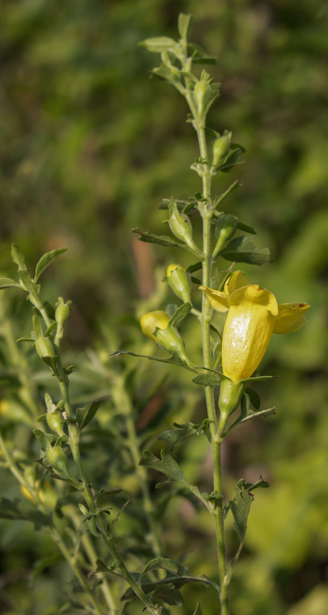 Image of largeflower yellow false foxglove