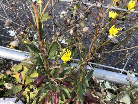 Image of New England hawkweed