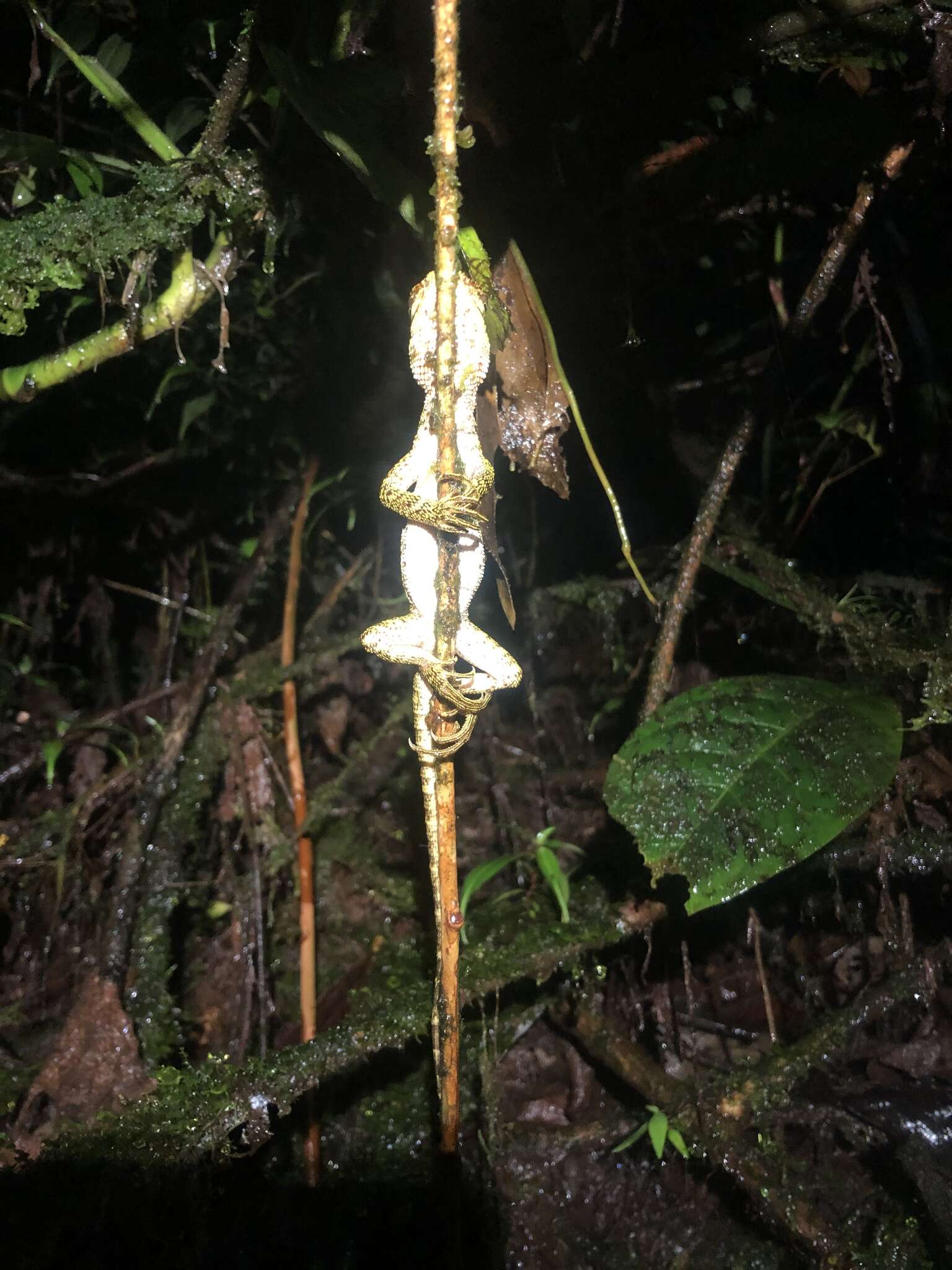 Image of Canelos Woodlizard