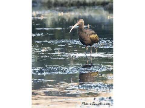 Image of Puna Ibis