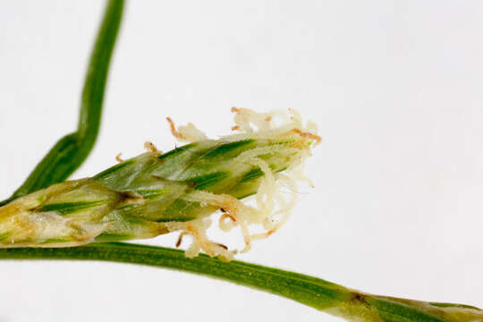 Image of quaking-grass sedge