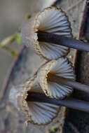 Image of Milk-drop mycena