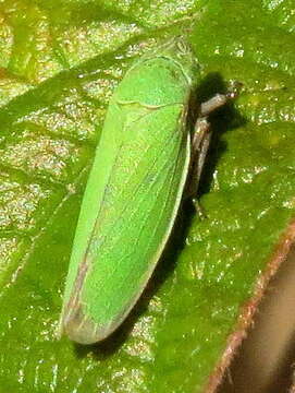 Image of Bog Leafhopper