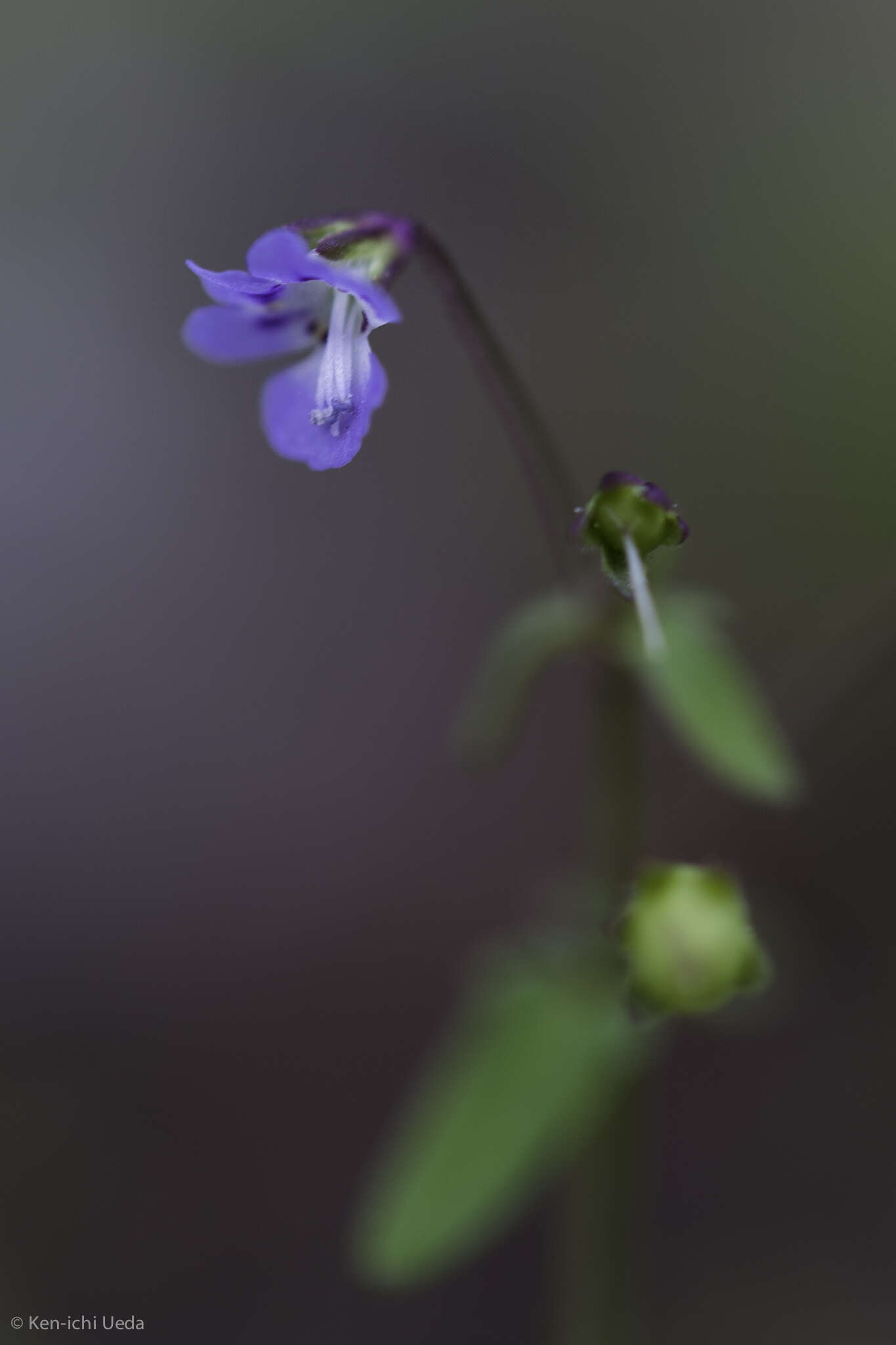 Image of Small-flower Tonella