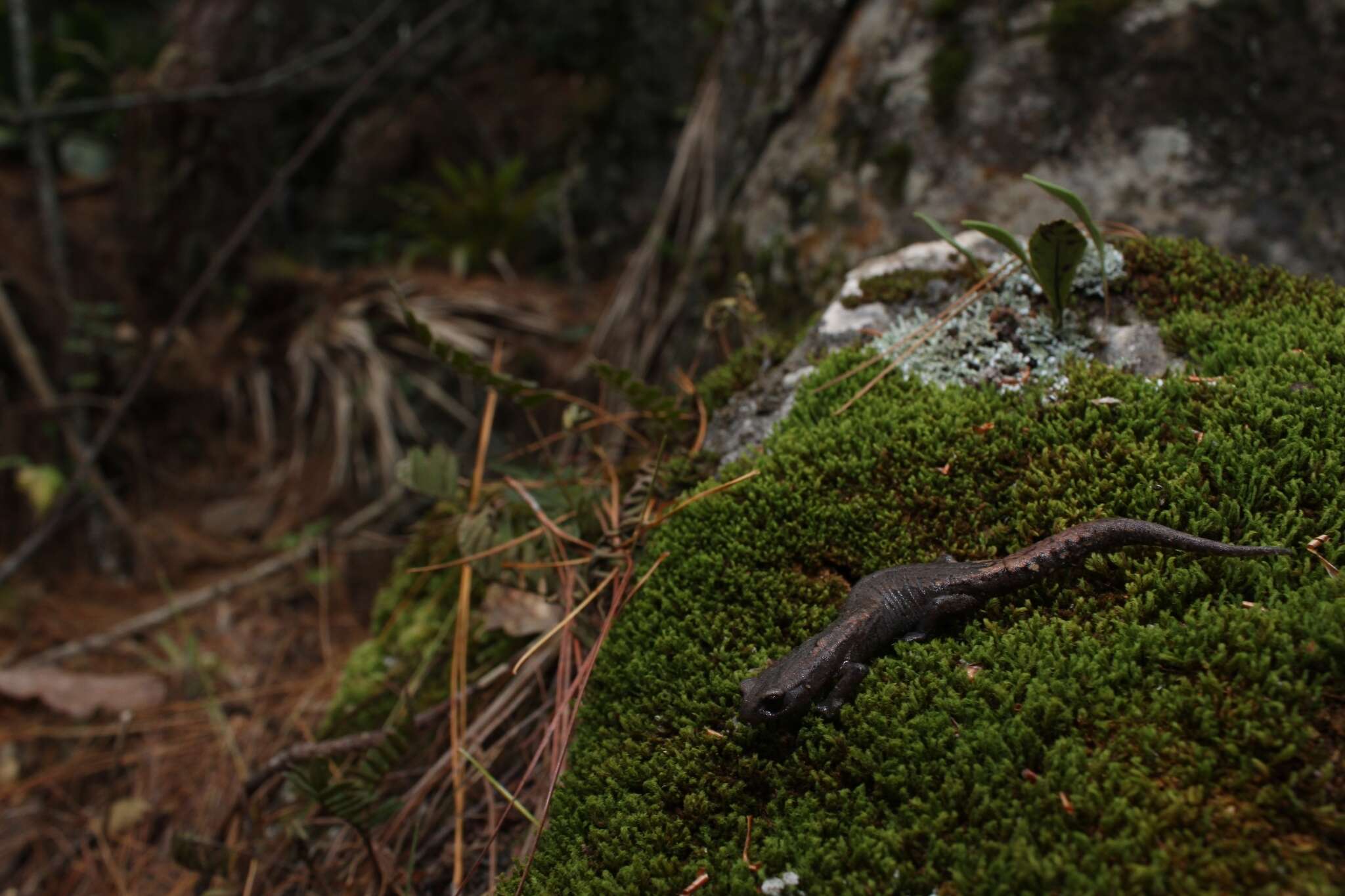 Image of Bolitoglossa hartwegi Wake & Brame 1969