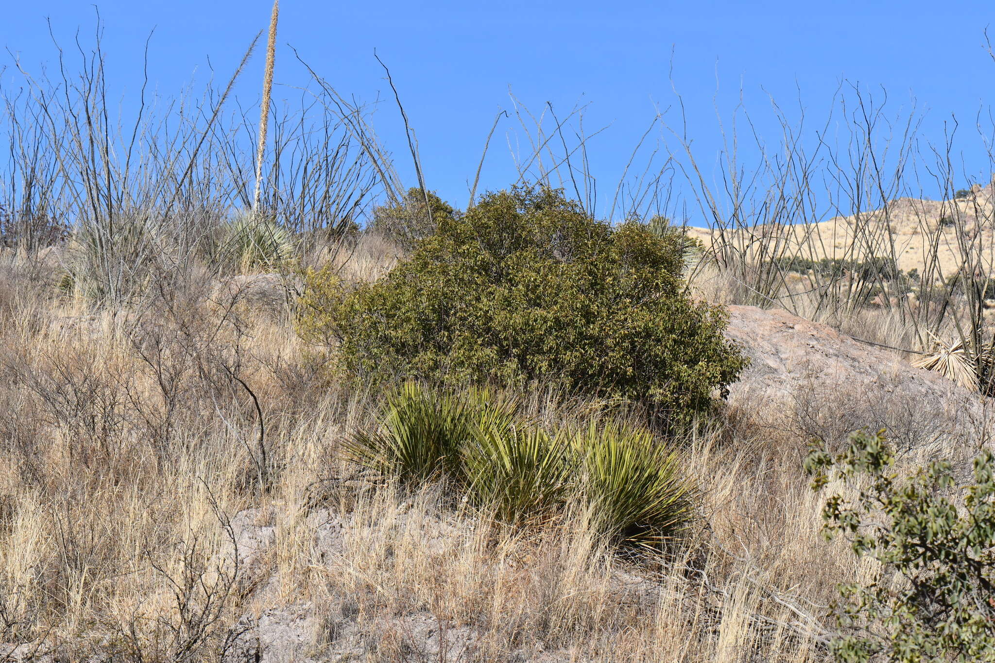Yucca baccata var. brevifolia L. D. Benson & Darrow resmi