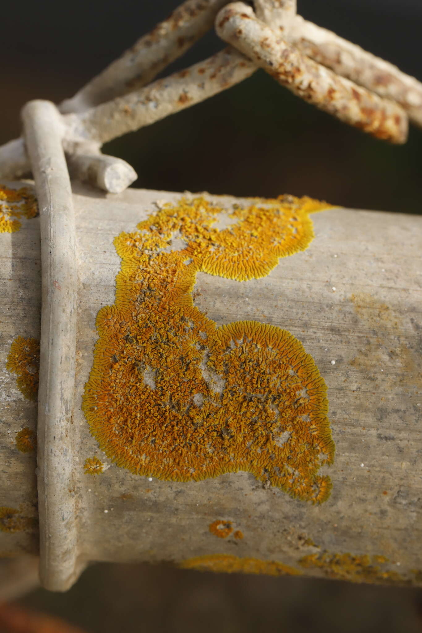 Image of Bratt's orange lichen