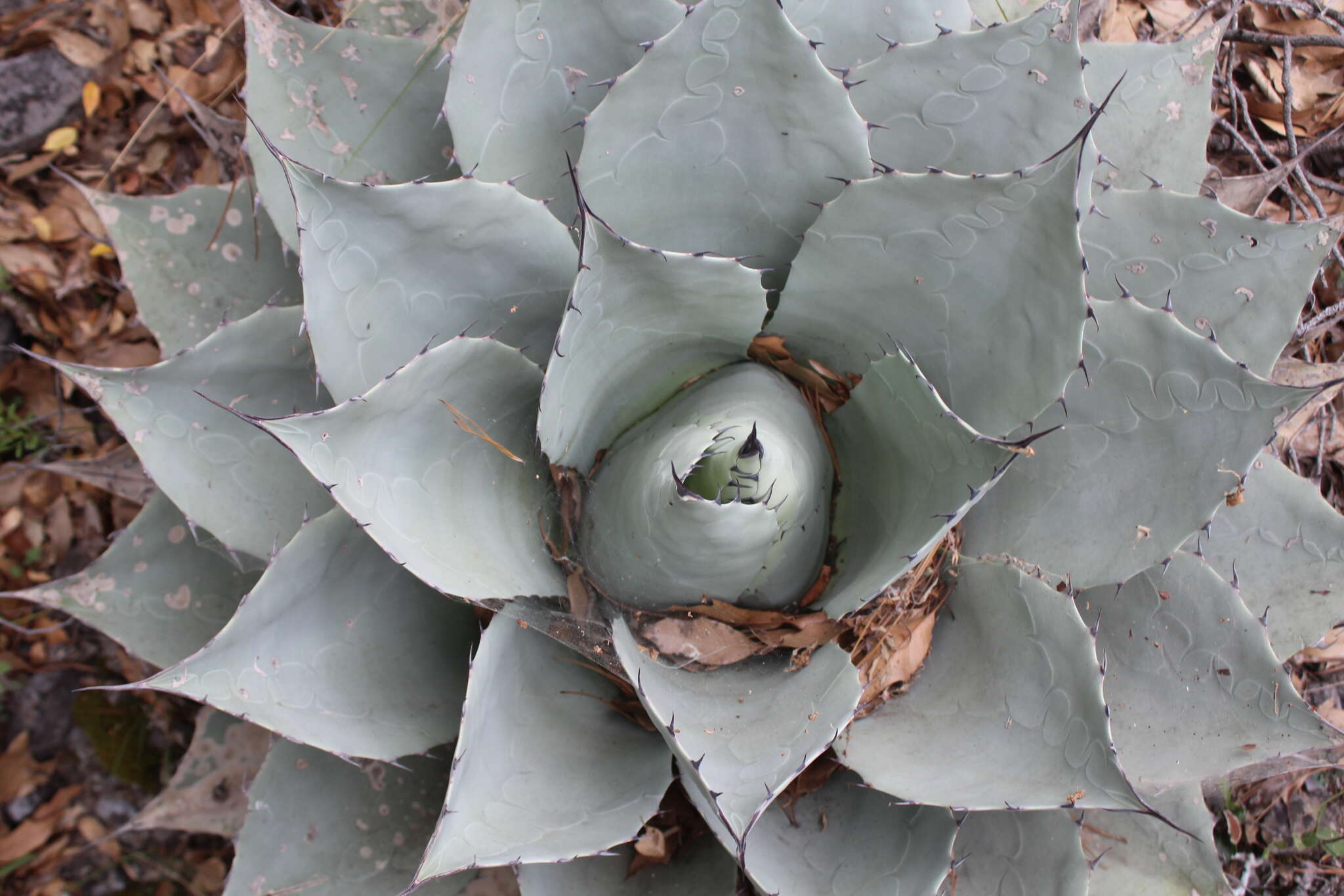 Plancia ëd Agave ovatifolia G. D. Starr & Villarreal