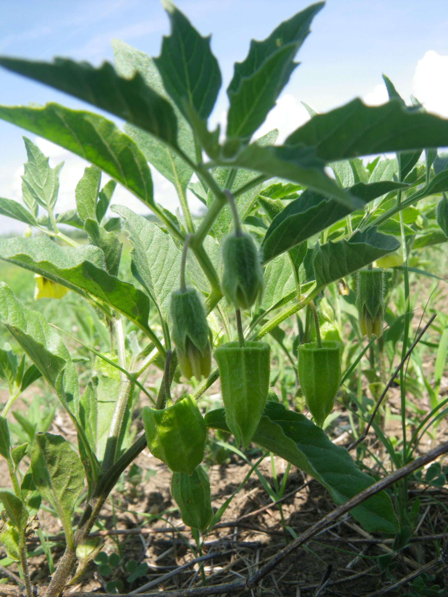 Physalis virginiana Mill.的圖片