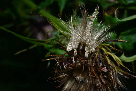 Imagem de <i>Cirsium tatakaense</i>