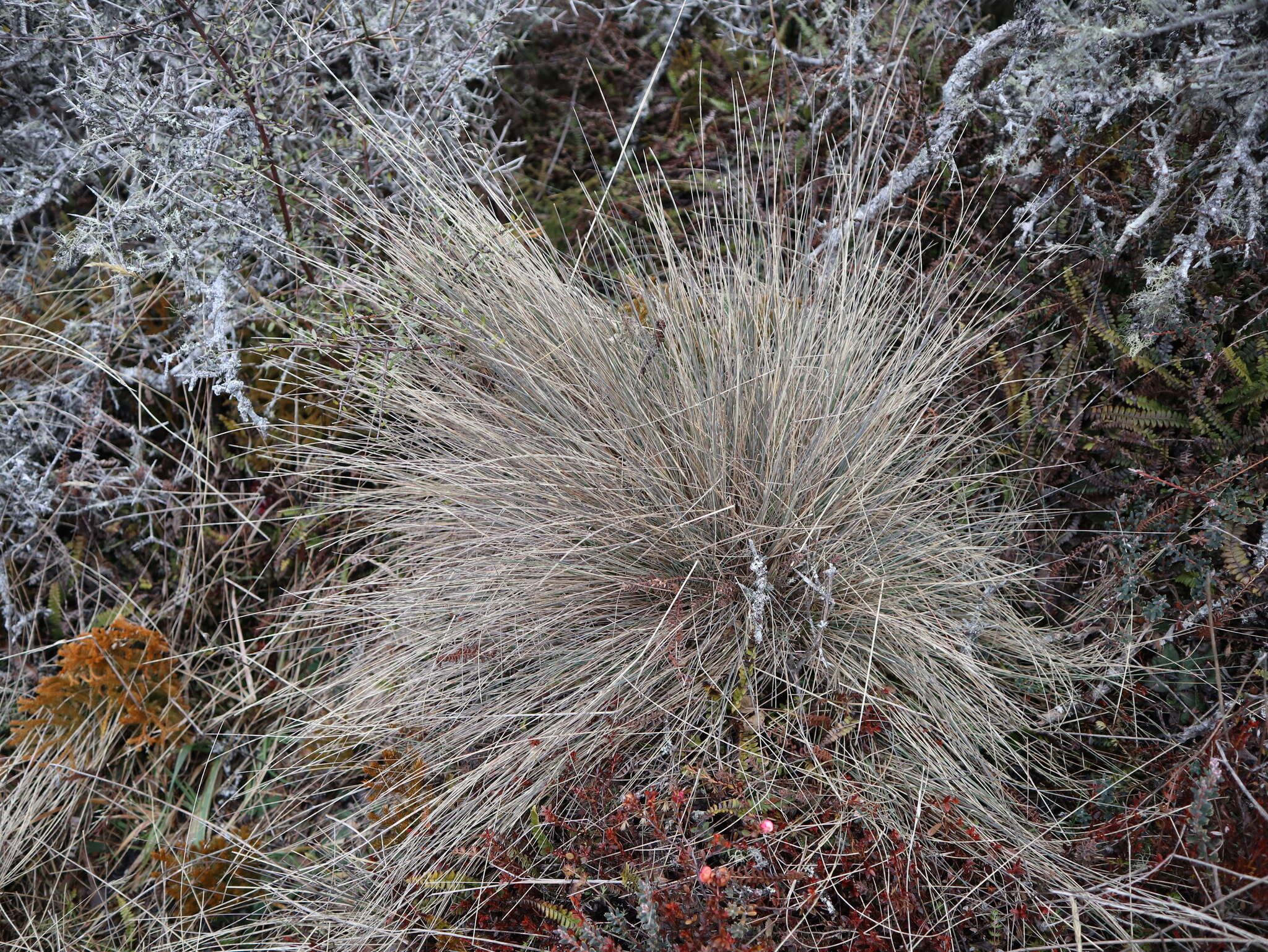 Image of Poa colensoi Hook. fil.