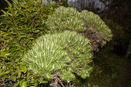 Plancia ëd Cassinia tenuifolia Benth.