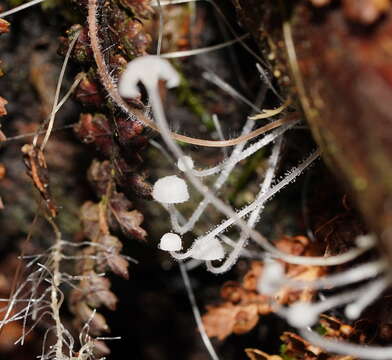 Image of Mycena albidocapillaris Grgur. & T. W. May 1997