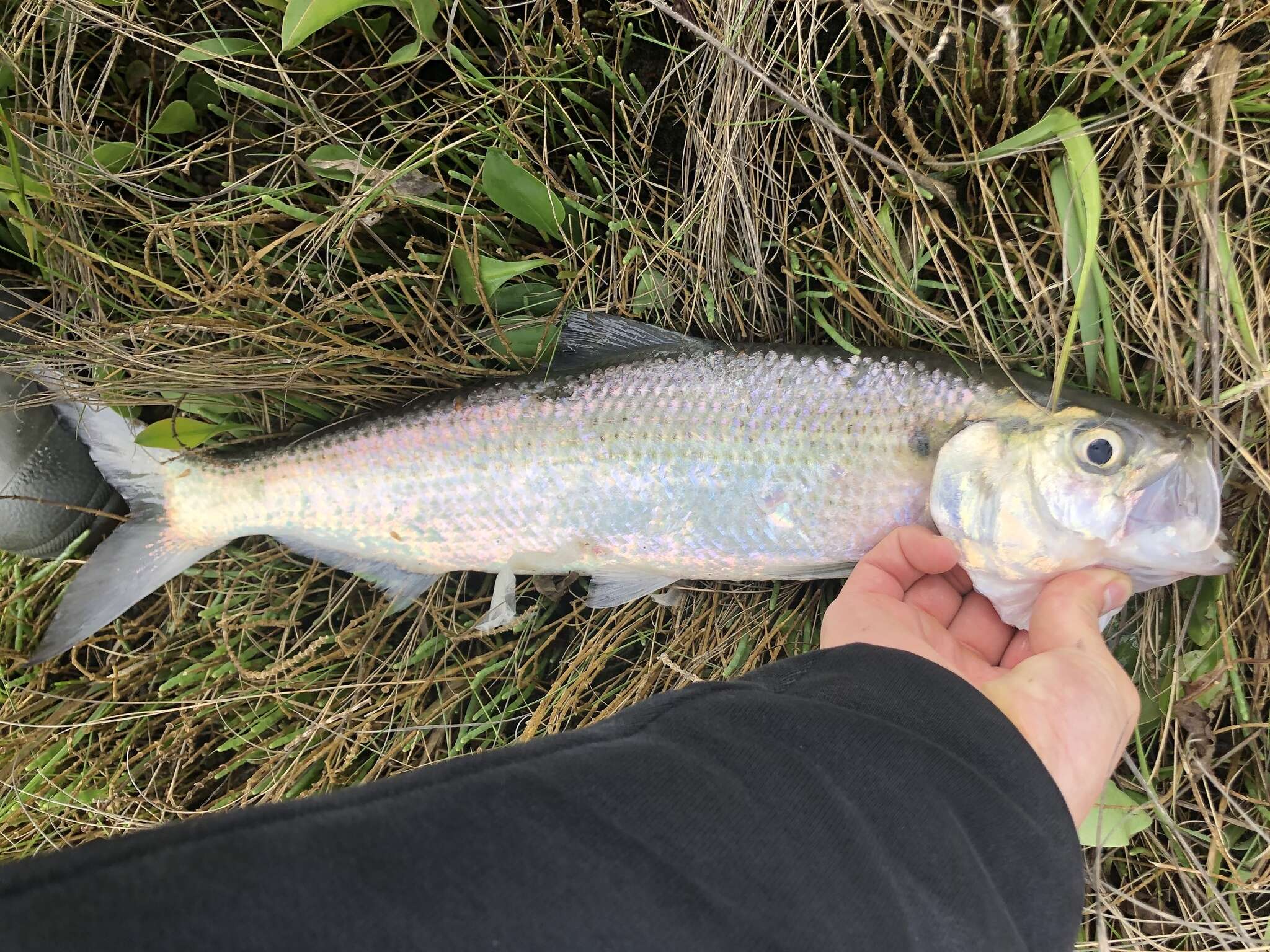 Image of Blueback Herring