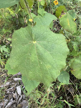 Слика од Abutilon divaricatum Turcz.