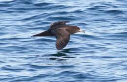 Image of Flesh-footed Shearwater