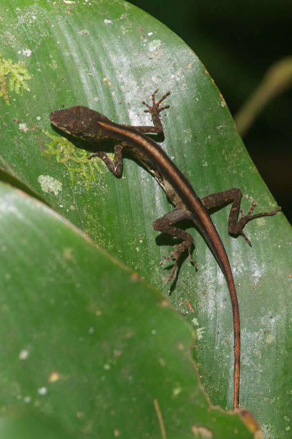 Image of Brown-eared anole