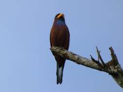 Image of Blue-throated Roller