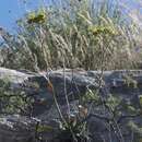 Image of Eriogonum hieracifolium Benth.